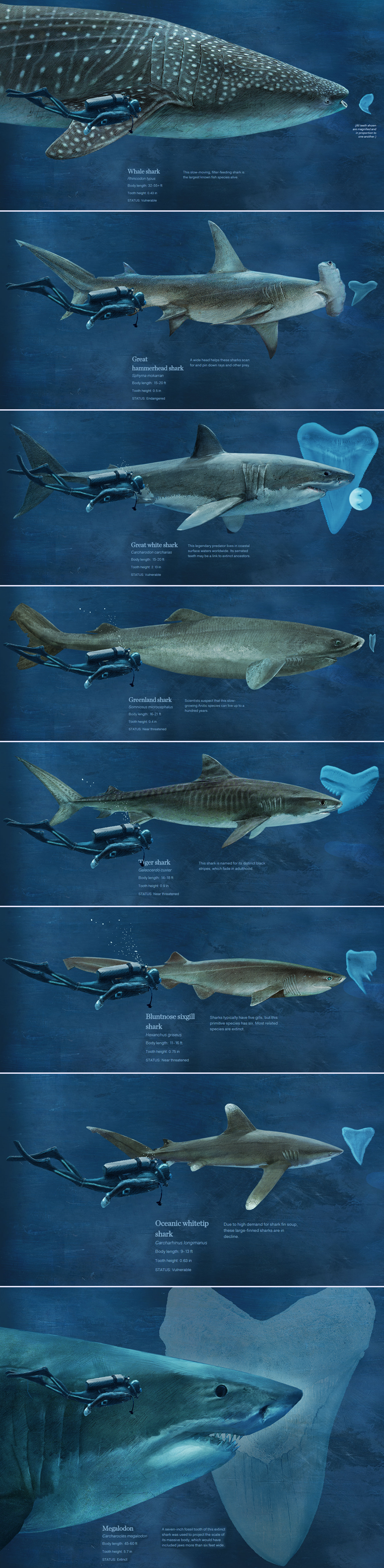 Usporedba veličine čovjeka i morskih pasa, gospodara mora