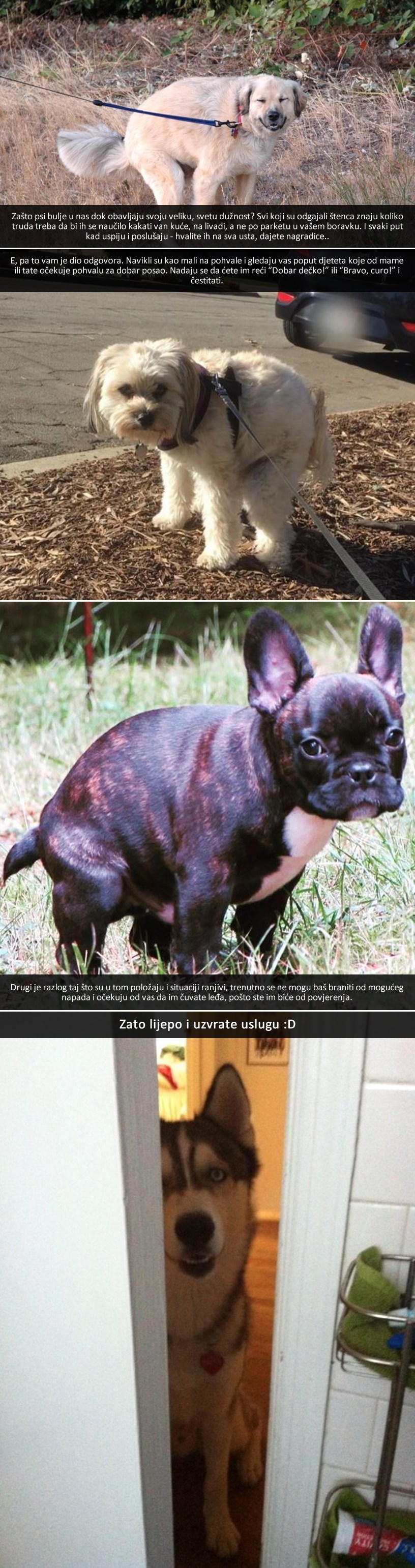 ODGOVOR NA VJEČNO PITANJE: Zašto nas psi gledaju u oči dok vrše veliku dužnost?