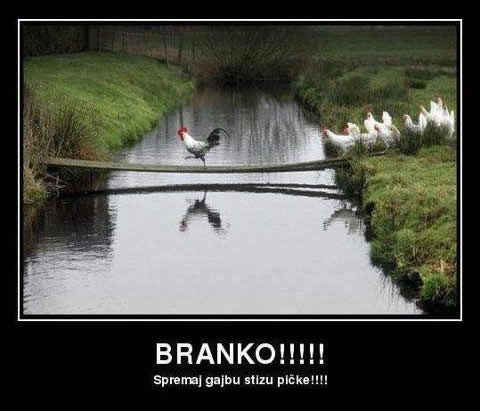 Pijetao zbario: Do večeri će sve ove koke sjediti na jajima