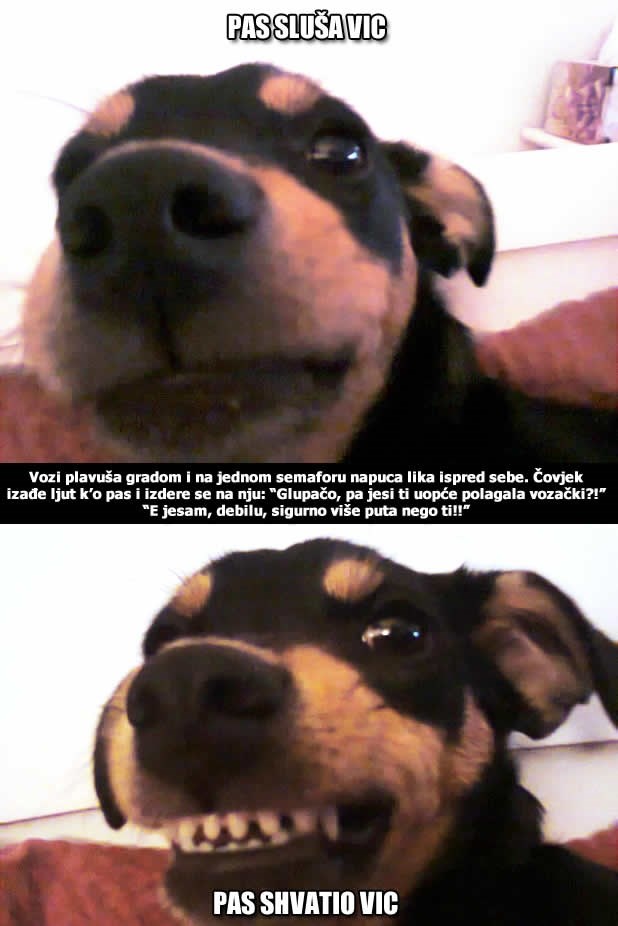 Psi sve pametniji, sad kuže i viceve!