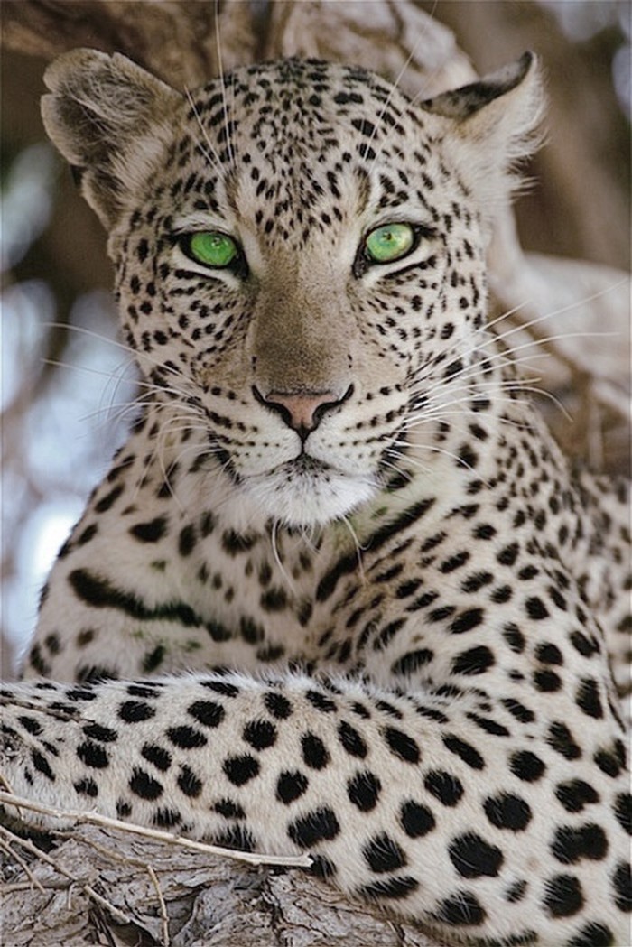 Veličanstveni leopard pozira za ozbiljni portret