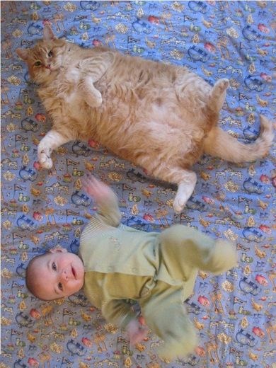 Kad ti je mačka veća od djeteta