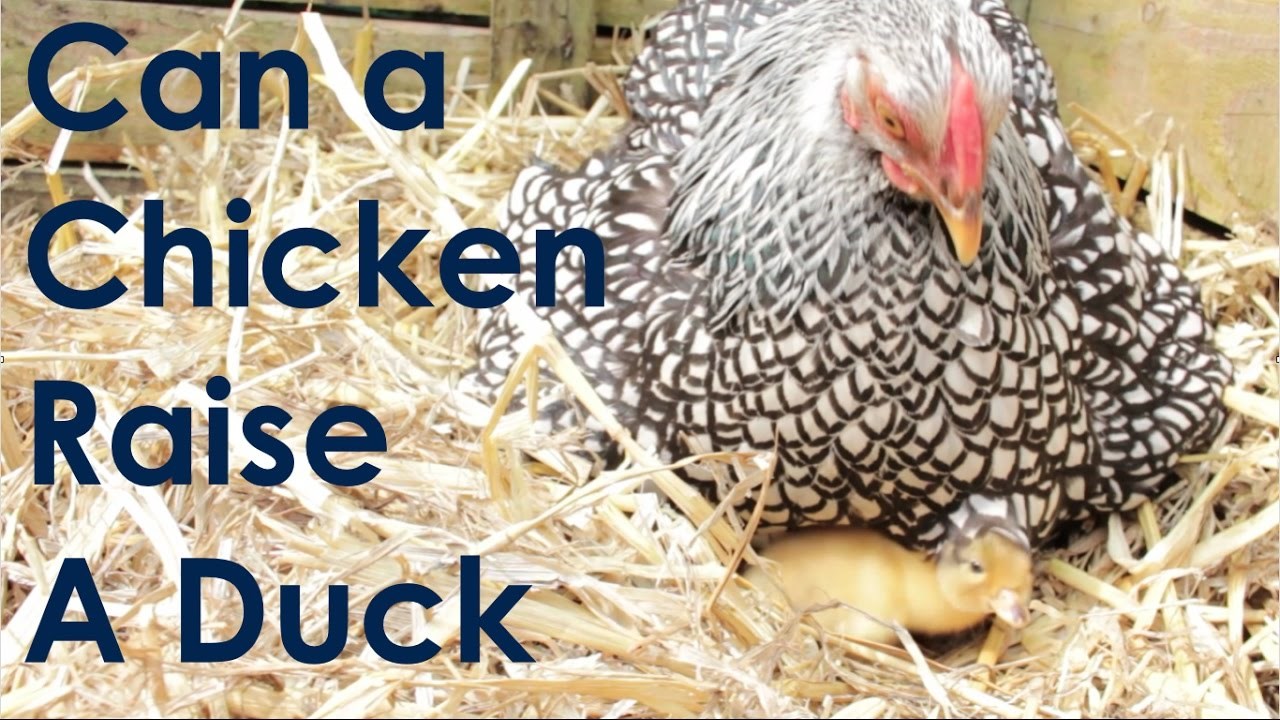 Dirljiva životinjska priča: Može li i želi li kokoš biti majka malom pačiću?