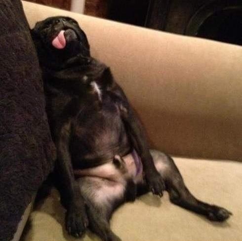 Pas oponaša gazdu: Evo, ovako je proveo vikend!