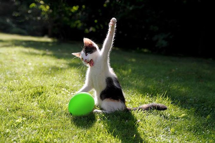 Kung-fu maca odlučila dokrajčiti balon