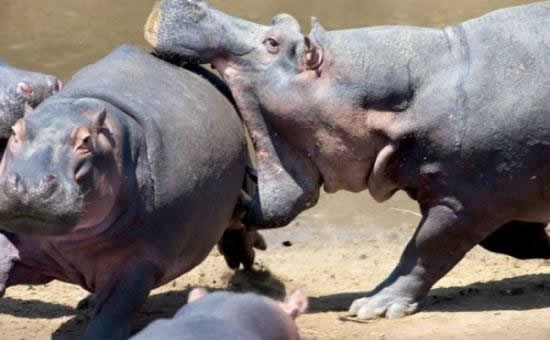 Zašto je vodenkonj najopasnija životinja Afrike?