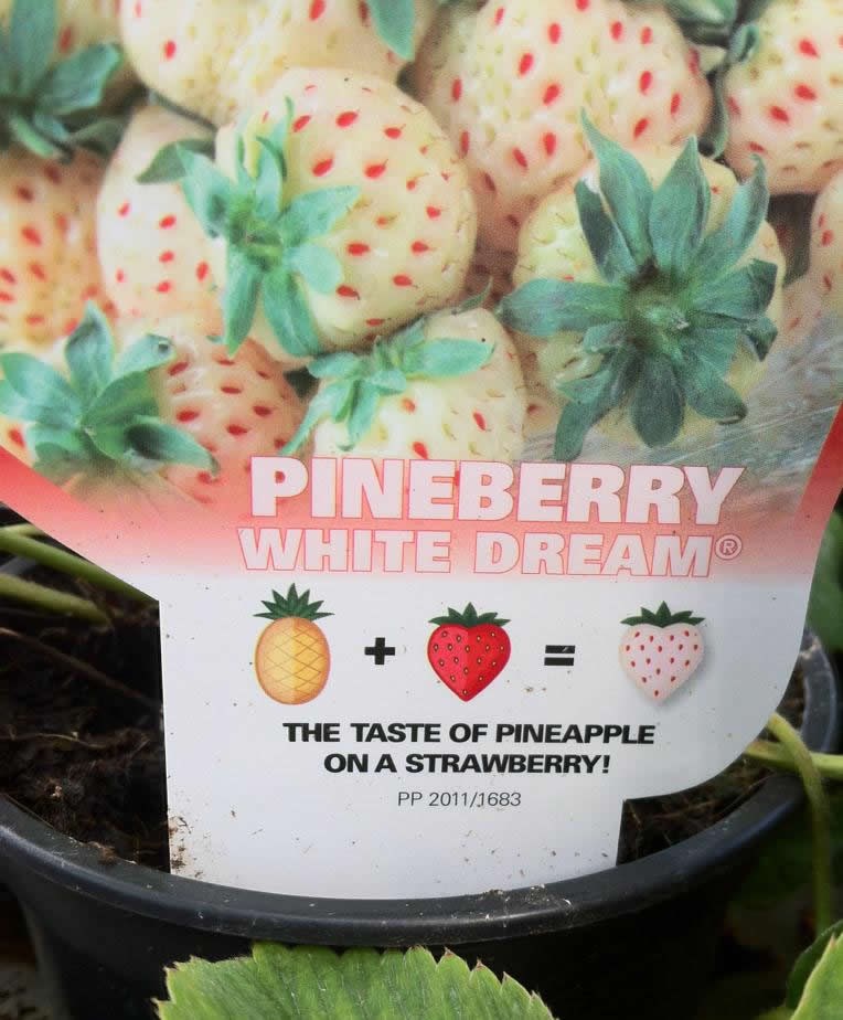 Jagode s okusom ananasa: Za ovo idemo ravno u pakao