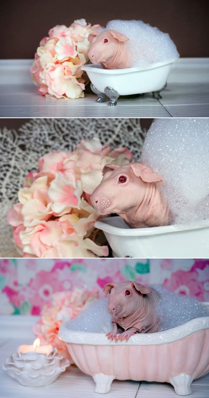 Ćelavi zamorac se brčka u romantičnoj pjenušavoj kupki