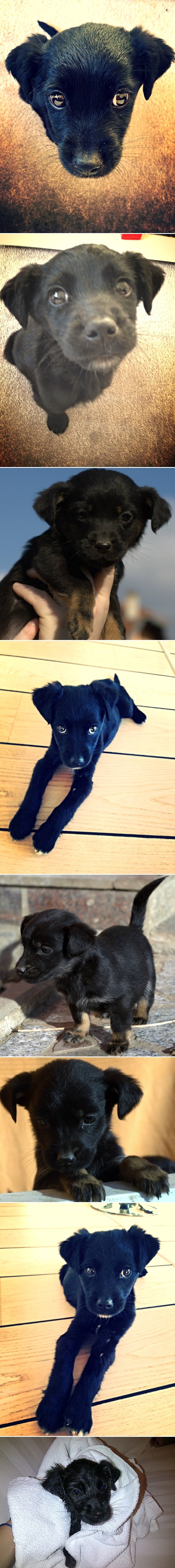 Udomi slatkicu lijepa oka i ispuni joj božićnu želju - dom!