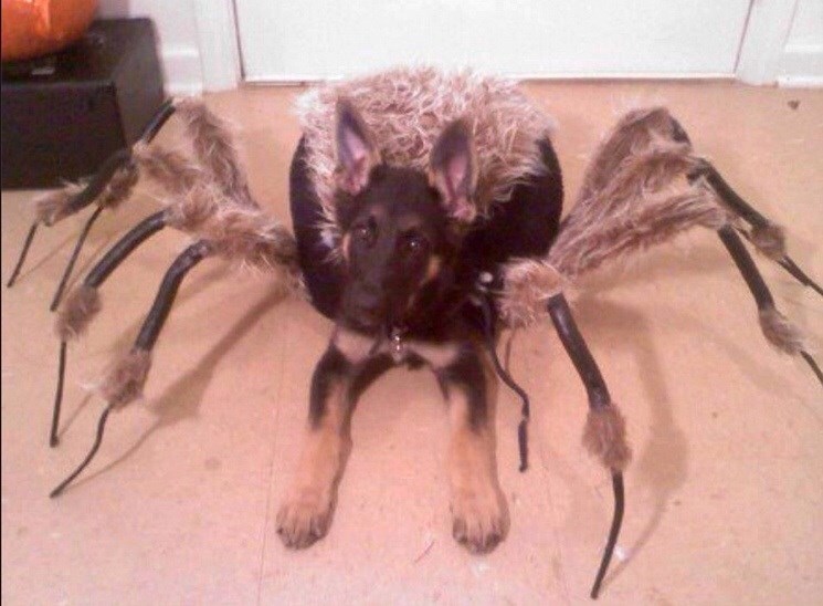Psa maskirali u divovsku tarantulu