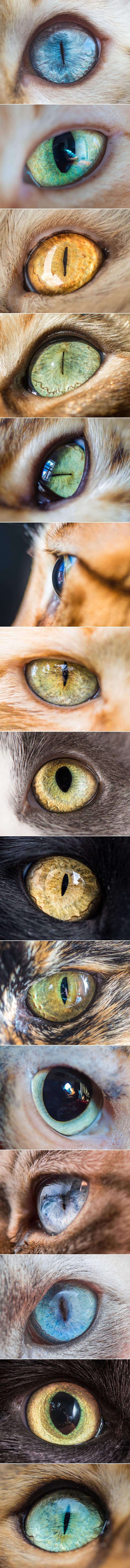 GALERIJA: Nevjerojatne makro fotografije mačjih zjenica kao da su s drugog svijeta!