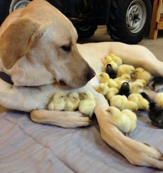 Nije koka, ali voli kao mama