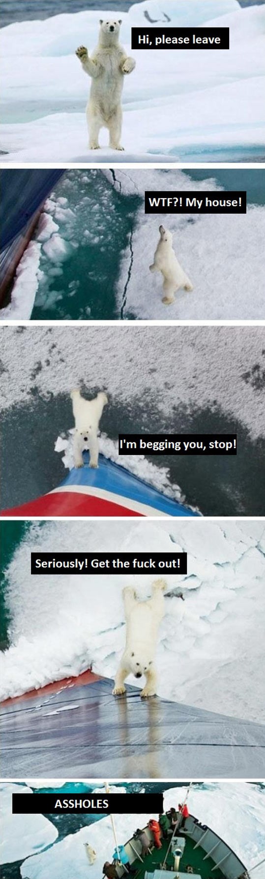 Što se stvarno desilo s polarnim medom koji pomaže brodu?