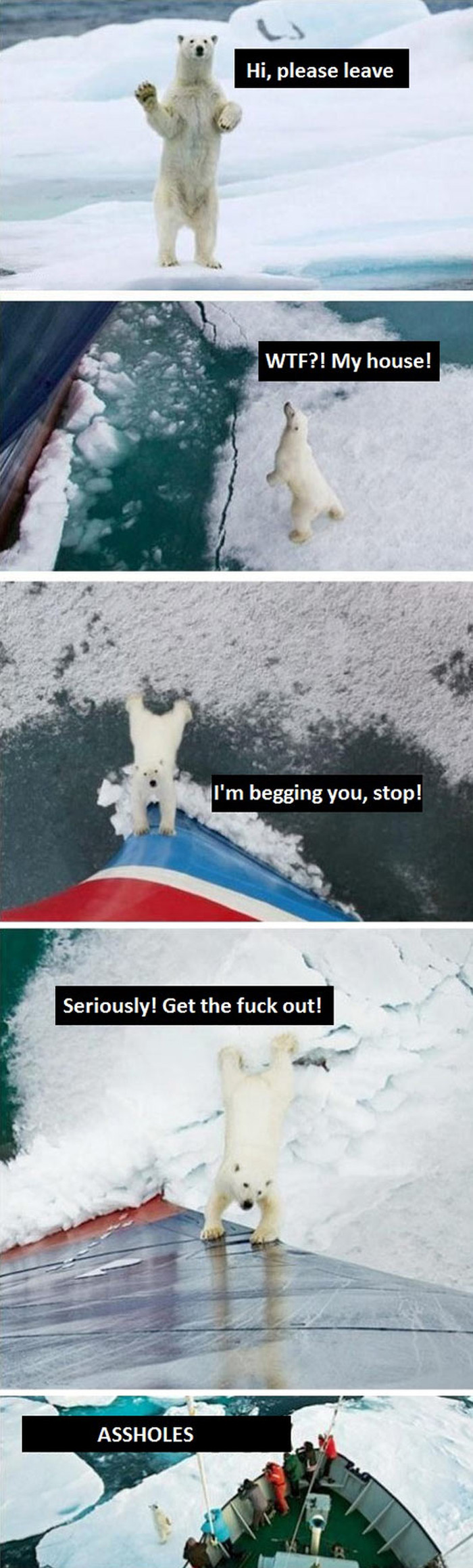Što se stvarno desilo s polarnim medom koji pomaže brodu?