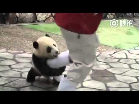 Svi trebaju pandu u životu, evo zašto!