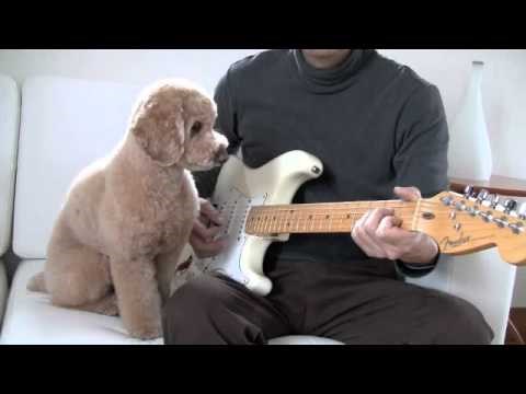 duet na gitari..video:)))