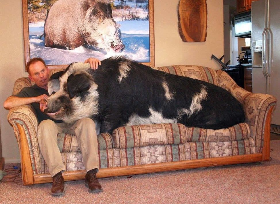 Kad kreneš u lov, ali skužiš da si meka srca