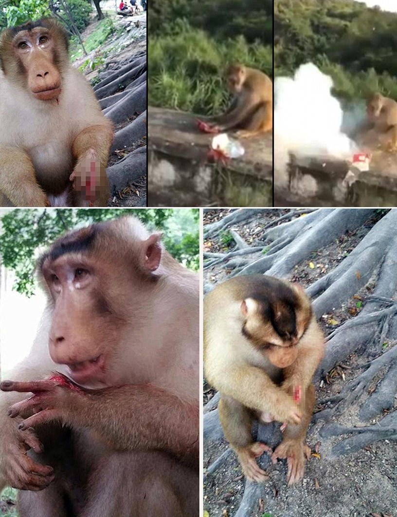 GALERIJA: Poremećeni kreten majmunčiću dobacio petardu kao hranu