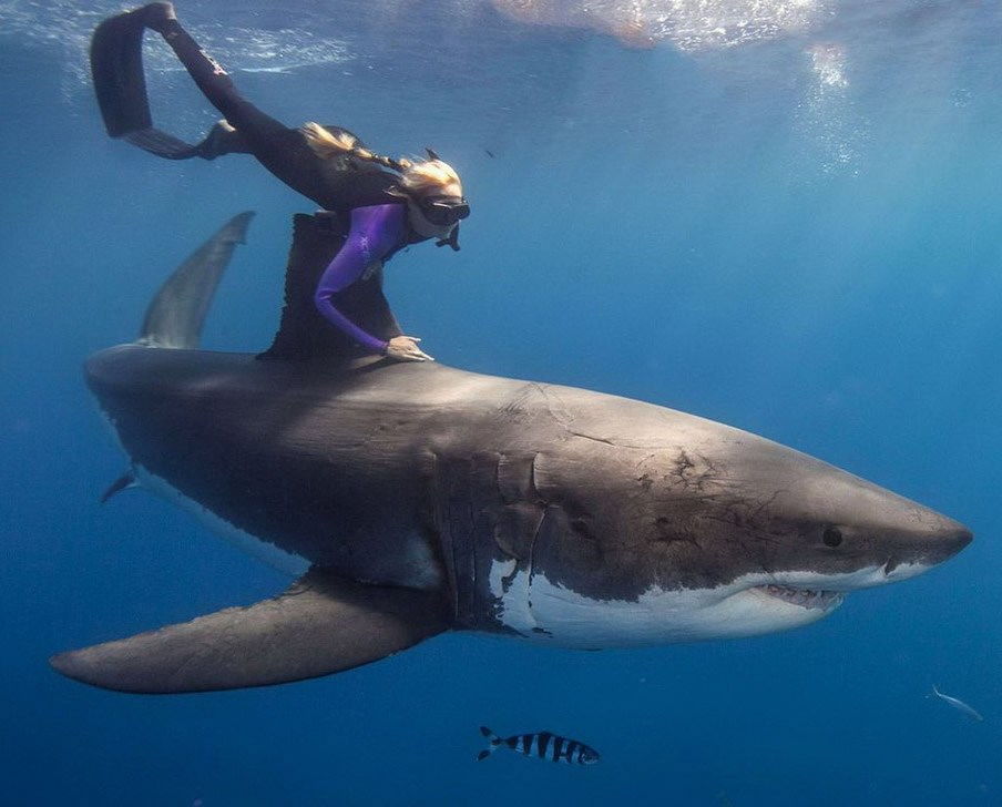 Što vi kažete, ne ili ne?