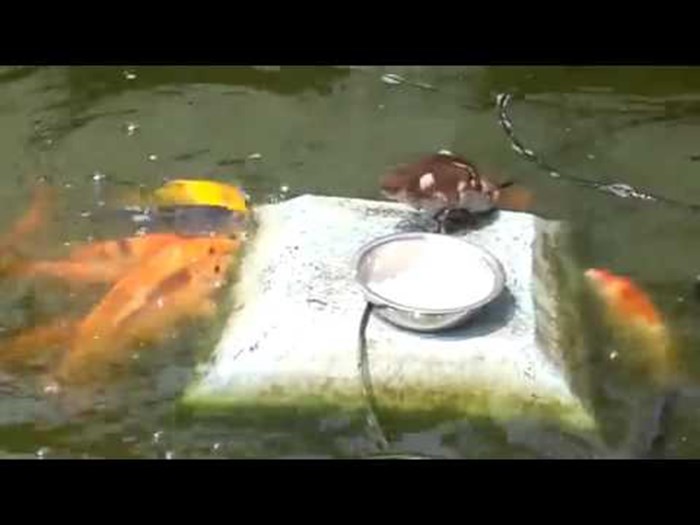 VIDEO Ribice su se okupile oko pačića, a razlog će vas raznježiti!