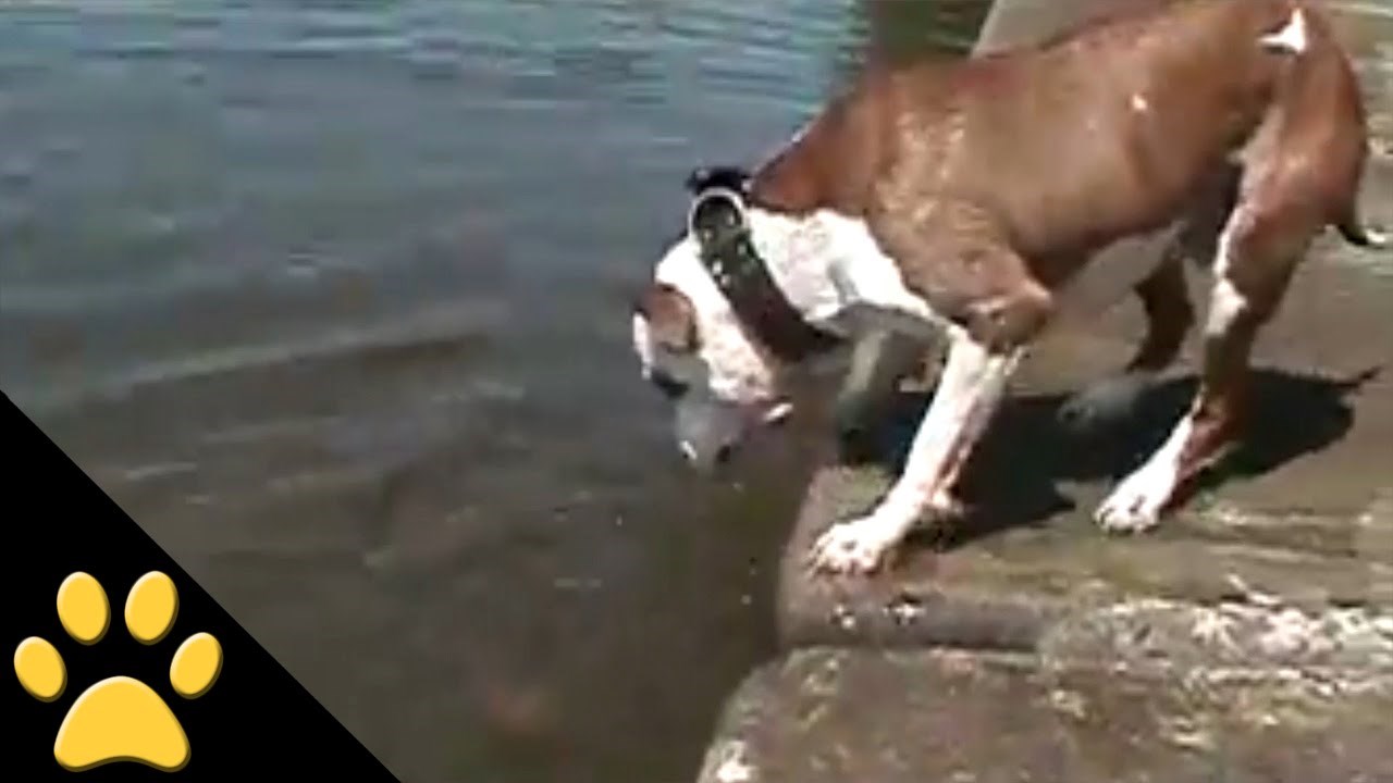 VIDEO: Kad si nešto zacrta, ne odustaje