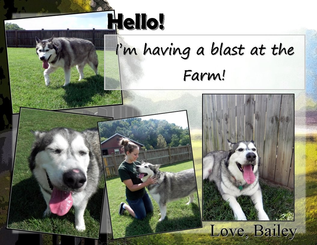 Pas na čuvanju na farmi uživa kao prase