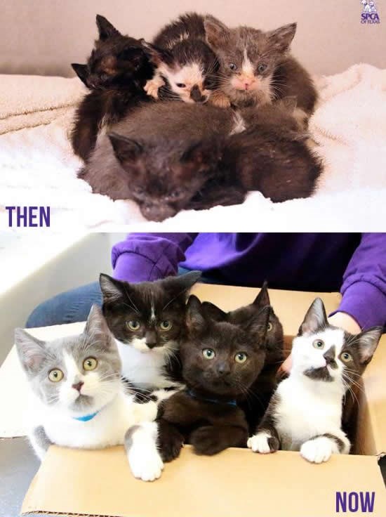 Spašene mace ponosno pozirale za udomljavanje