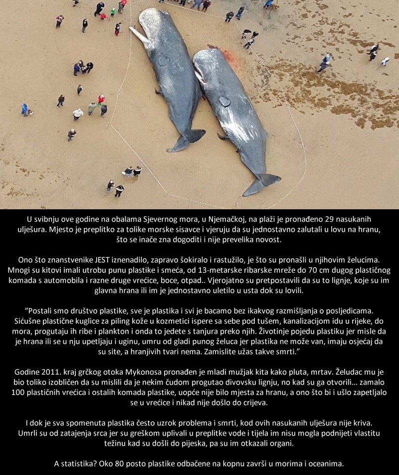 Nasukalo se 29 ulješura, količina plastike u želucima sablaznila znanstvenike