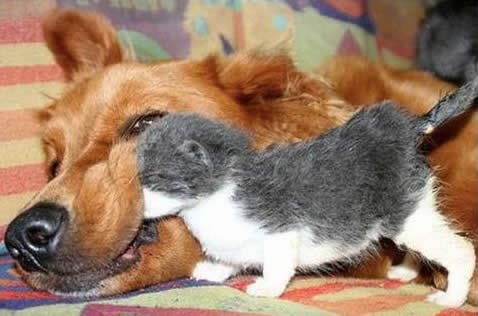 Moje si pojeo, ne laži, masni su ti zubi!