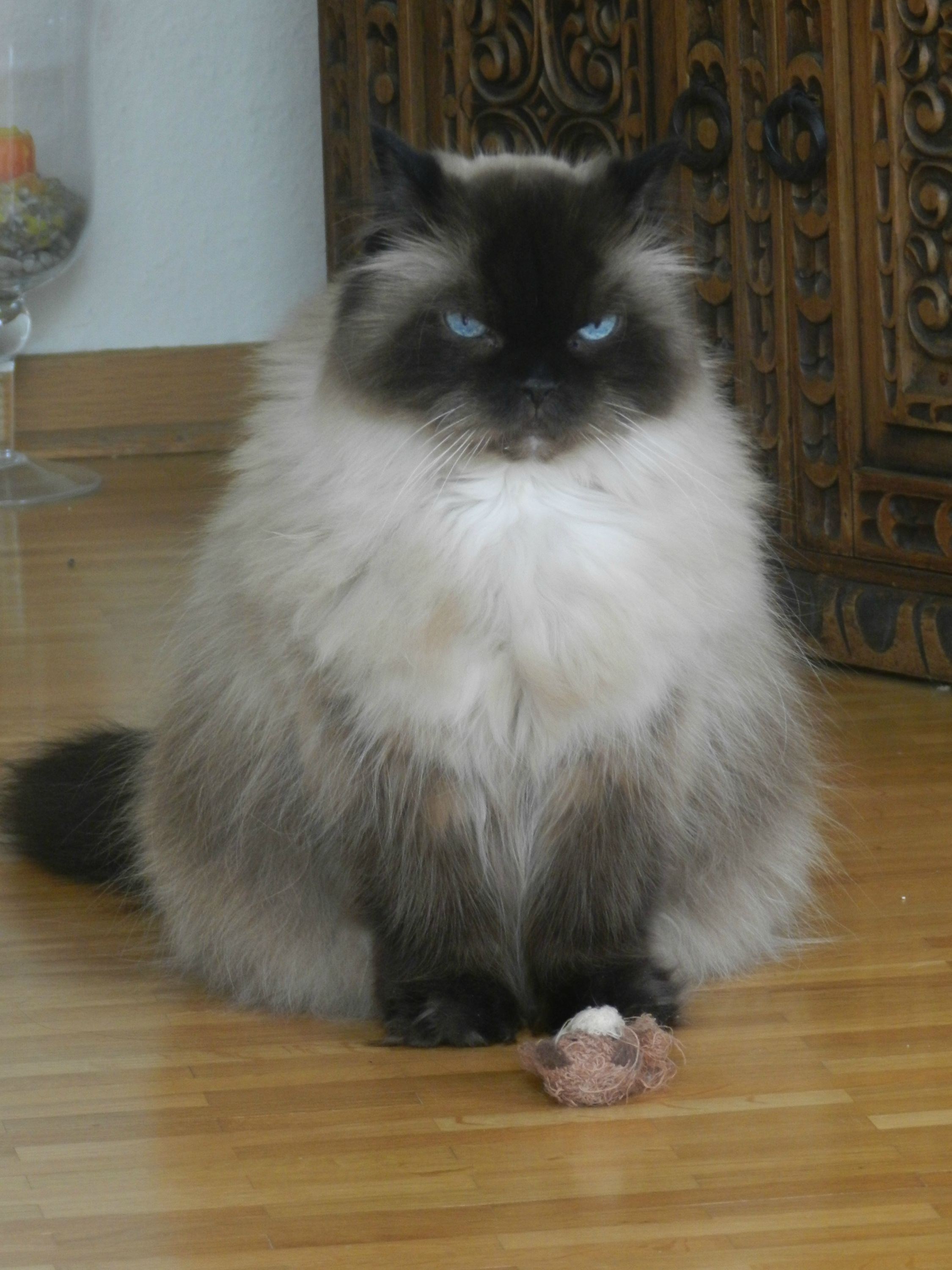 Mrzovoljnom mačoru nova igračka znači apsolutno NIŠTA!