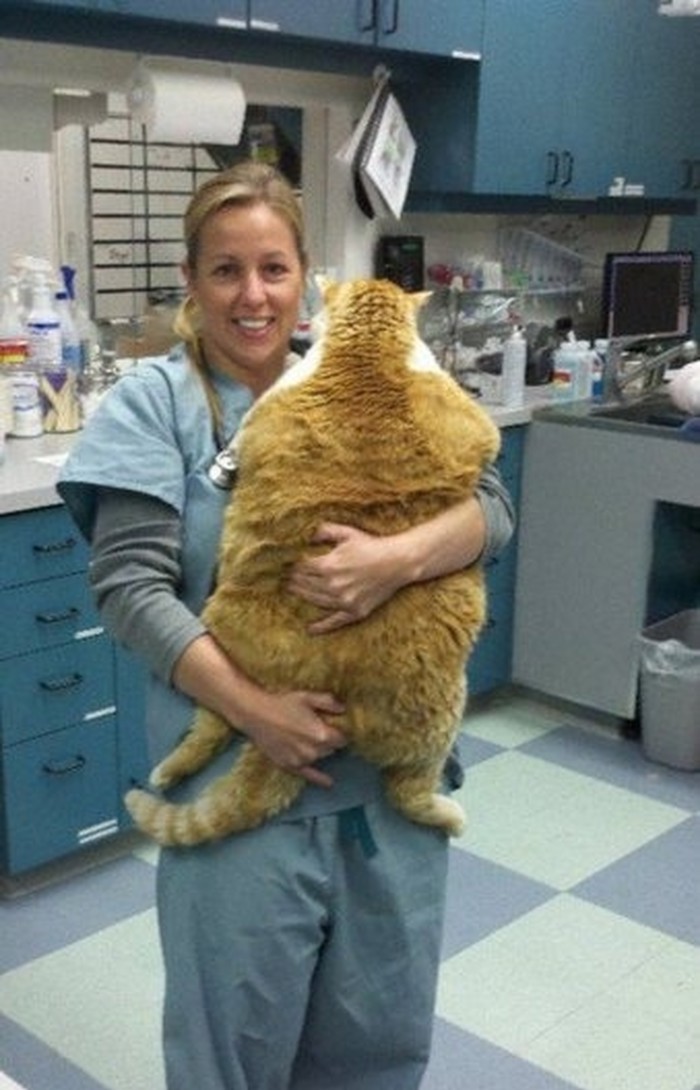Garfield postoji!