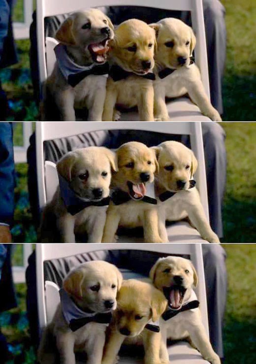 Zijevanje je zarazno, ni životinje ne mogu izdržati