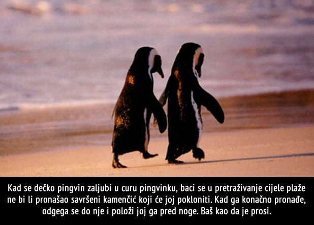 Jeste li znali da su i pingvini romantični?