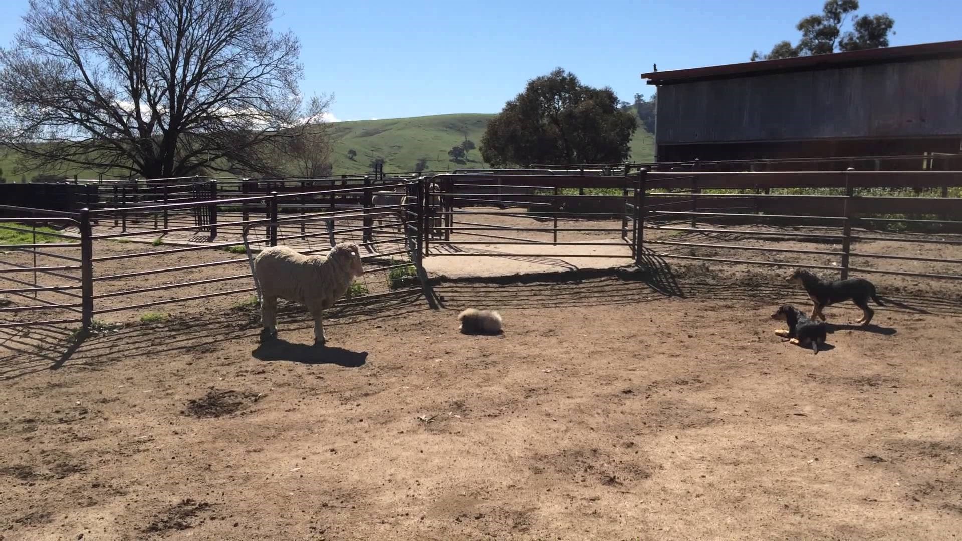 VIDEO: On je full ozbiljan gonič ovaca i nema pojma zašto mu se svi smiju