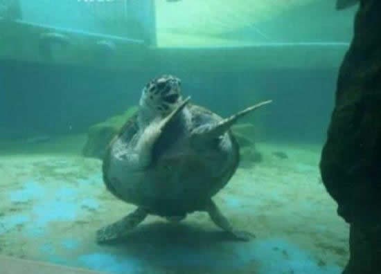 Nindža-kornjača u napadu