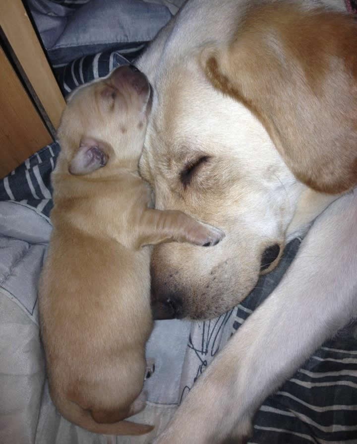 Majušnom pesi mama je uvijek na dohvat šape