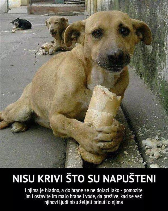 Vrijeme je darivanja, ne zaboravite ni ljude ni životinje