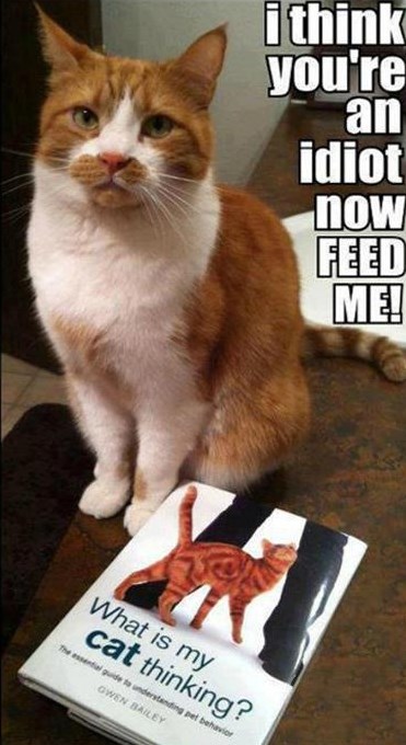 Znaš li što tvoja mačka misli o tebi?