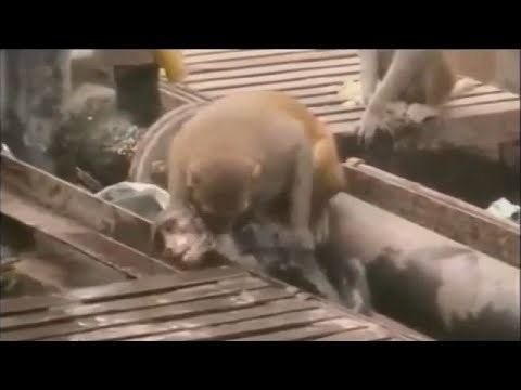 VIDEO: Nevjerojatni majmunčić spašava nastradalog prijatelja!