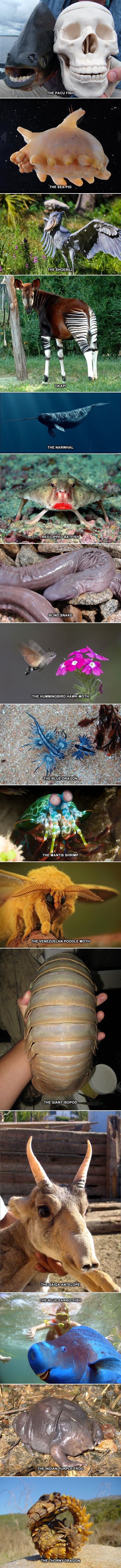 Neobične životinje za koje jedva povjeruješ da postoje