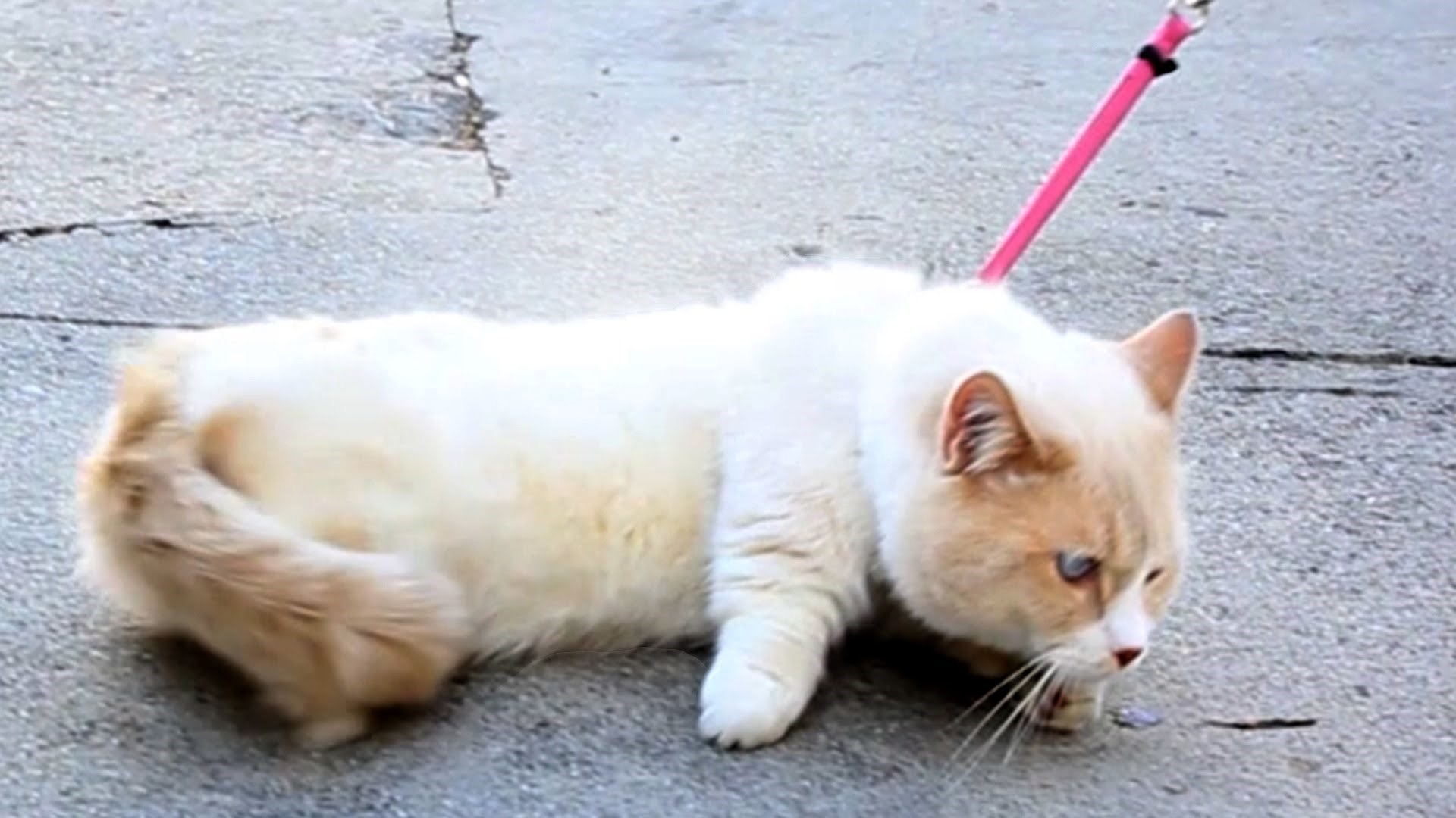 Jesu li mačke poslušne kao psi? Evo što se dogodilo kad su pokušali prošetati mačku