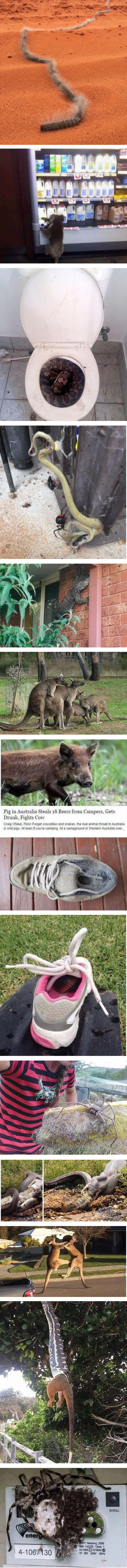 14 fotografija koje su dokaz da australske životinje znaju pretjerati