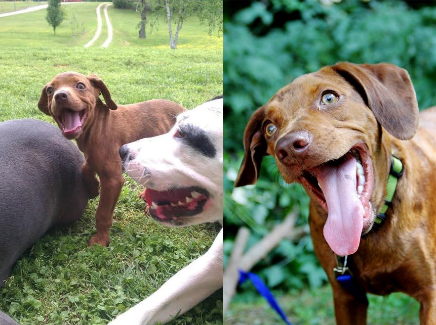 Neki psi nikad ne odrastu