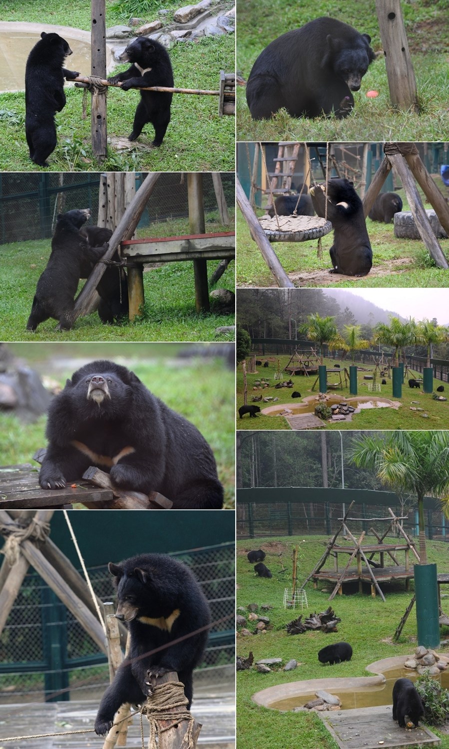 Zaigrani medvjedi iz Vijetnama