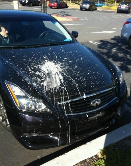 Jadna ptica-avion, valjda je dobro!