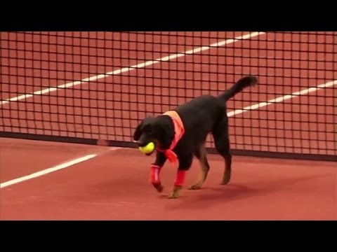 NAJBOLJA IDEJA IKAD! Napušteni psi iz azila našli posao kao skupljači teniskih loptica