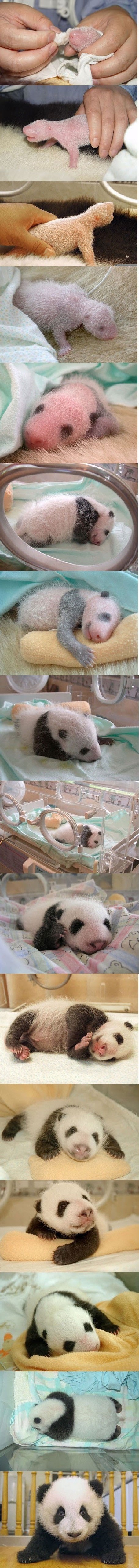 Majušni panda preživio i odrastao u lijepog medu