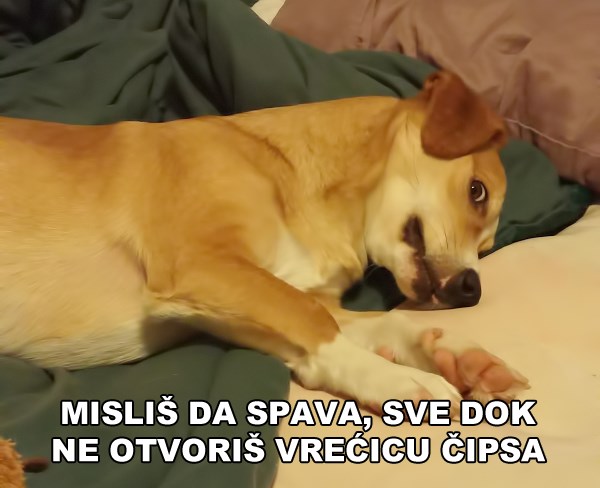 Pas lažov otkriven u prevari