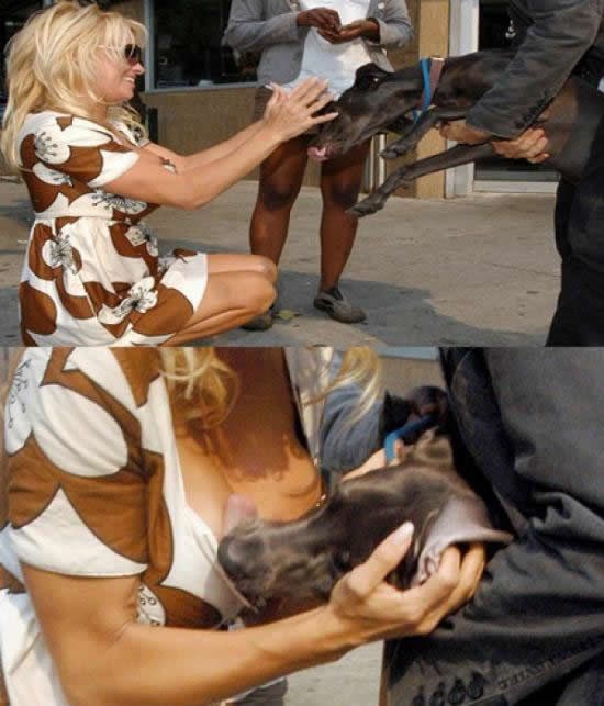 Htjela ga podragati, bacio joj se na sise