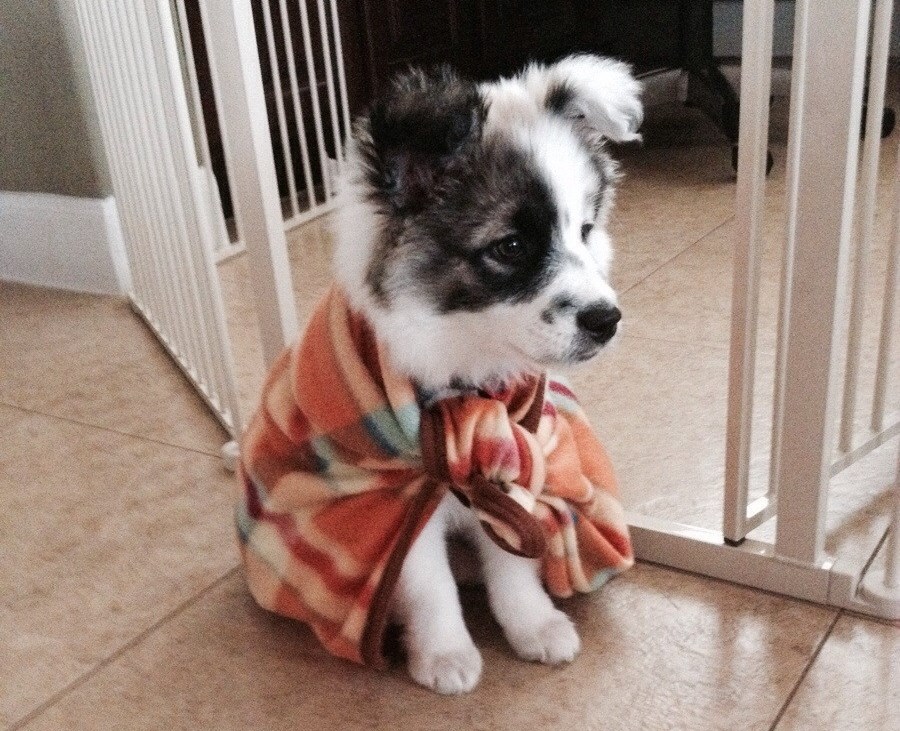 Preslatki psić izgleda kao plišana igračka